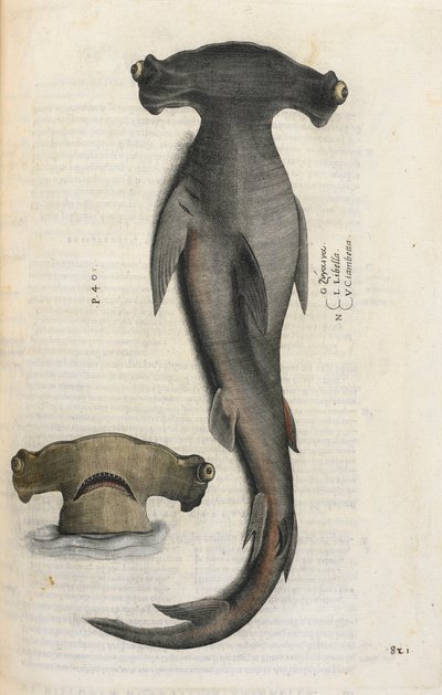 Vasarahai, kuvitus "Aquatilium Animalium Historiæ liber primuksesta", kirjoittanut Ippolito Salviani tekijältä Italian School