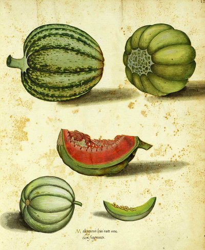 Ulisse Aldrovandin perinnöllinen squash tekijältä Italian School