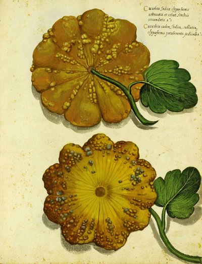 Ulisse Aldrovandin perinnöllinen squash tekijältä Italian School