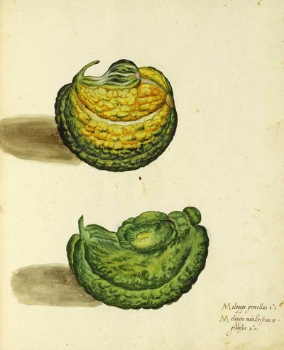 Ulisse Aldrovandin perinnöllinen squash tekijältä Italian School