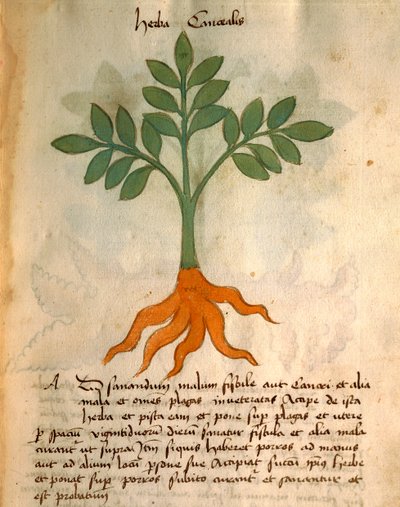 Herba Canealis tekijältä Italian School