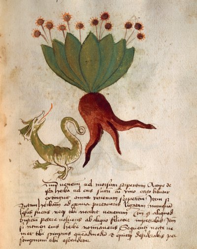 Herba Vermicularia tekijältä Italian School