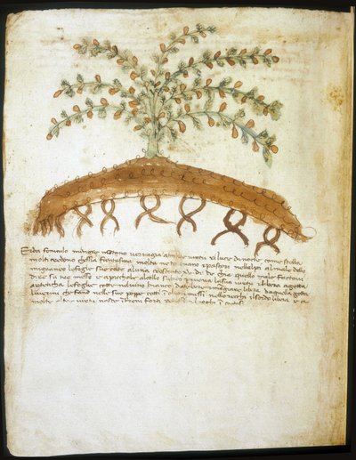 1300-luvun herbaario. Riminin kaupunginkirjasto. tekijältä Italian School