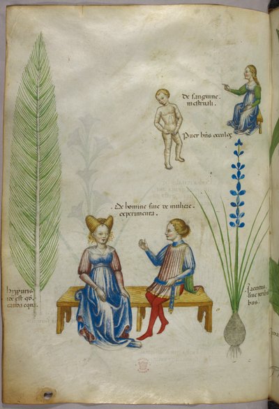 Kuvitus peltohorsmaa [hyppuris] ja iiristä [ jacintus]; ihmisen seksuaalisuuden osa-alueita esittävät hahmot, noin 1440 (tussi ja väri pergamentilla). tekijältä Italian School