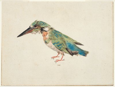 Kingfisher, n. 1650-1699 (musta liitu, akvarelli, vartaloväri paperille, makuulla, ruskealla musteella kehystysviivat kolmella reunalla) tekijältä Italian School