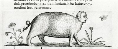 La manticore - Fortunio Licetin "De monstrorum natura causis kirjassa kaksi" tekijältä Italian School