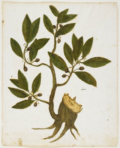Laurel Tree (Laurus nobilis) (wc ja tempera paperilla) tekijältä Italian School