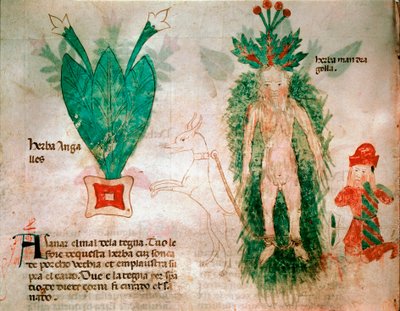 Lääkekasvit: mandraken esitys. Juureen kiinnitetty koira mahdollistaa sen irrotuksen maasta. Lautas otettu lääkeherkusta 1300-luvun Padova, biblioteca dell