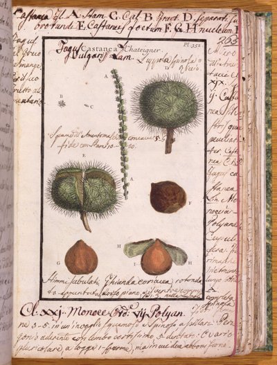 Ms 115 Chestnut, Dizionario di Botanica (kynä ja muste ja wc paperilla) tekijältä Italian School