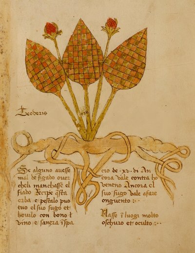 Ms 1591 Fol.19r Herba Teoderis (vellum) tekijältä Italian School