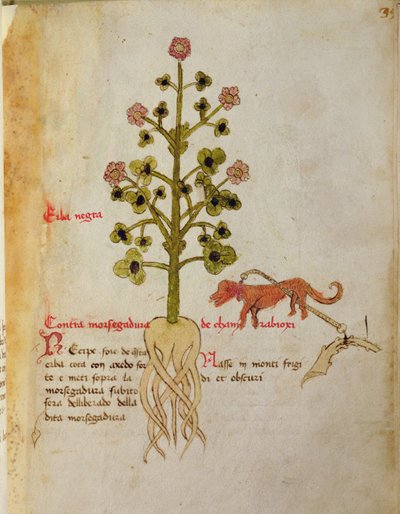 Ms 1591 Fol.38r Herba negra (vellum)   1416184   fi       finnish Successfully Translated  Original: Landschap met een toren Twaalf landschappen met figuren (series title) Translat: Landschap met een toren Twaalf landschappen met figuren (series title) 137 tekijältä Italian School