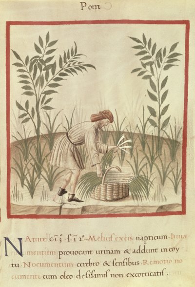 Ms 3054 f.22 Purjojen korjuu, 