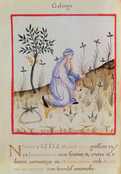 Ms 3054 f.22 Galangalin sadonkorjuu, 