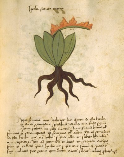 Ms 320 M Fol.28r Herb Santa Maria, The Book of Herbarius sekä Orgione Rizzardon lääkkeiden valmistusmenetelmät tekijältä Italian School