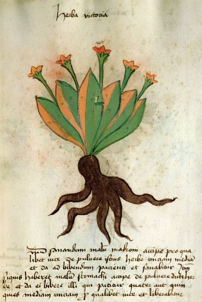 Ms 320 M Fol.34r Herba Victoria, Orgione Rizzardon teoksesta Liber Herbarius una cum rationibus conficiendi medicamenta tekijältä Italian School
