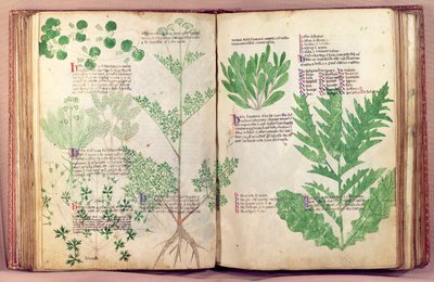 Ms Lat 6823 fol.19v & 80 Plants from De Herbis, Manfredus de Monte Imperiali, n. 1330-40 tekijältä Italian School
