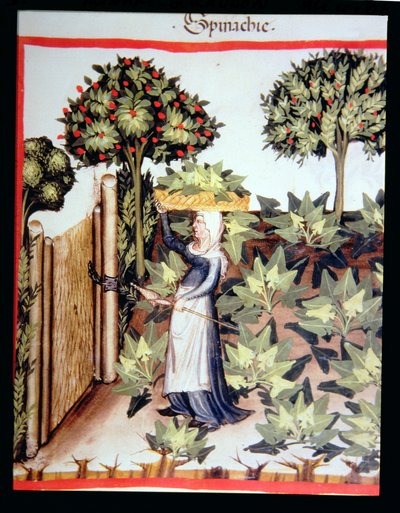 Nova 2644 f.27r Pinaatin sadonkorjuu, valmistaja Tacuinum Hygiene Code Vindobonensis tekijältä Italian School