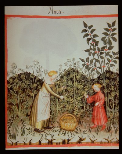 Nova 2644 f.32r Keräilytilli tekijältä Italian School