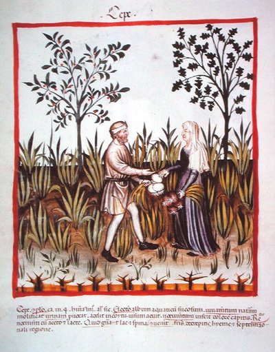 Nova 2644 fol.25v Harvesting Sipulit, valmistaja Tacuinum Sanitatis Code Vindobonensis (vellum) tekijältä Italian School