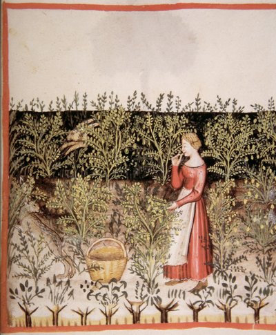 Nova 2644 fol.49 r Kikherneiden poiminta tekijältä Italian School