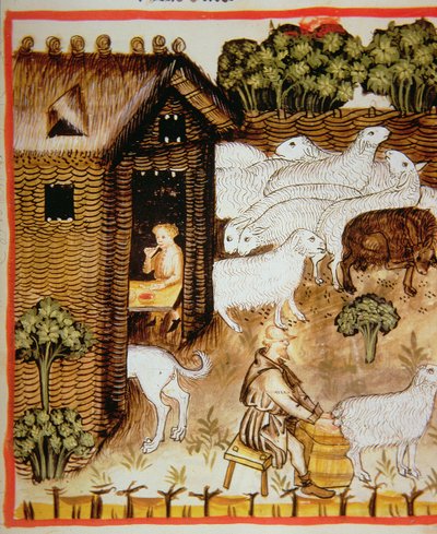 Nova 2644 fol.59r Lampaankasvatus: makea maito, Tacuinum Sanitatis tekijältä Italian School
