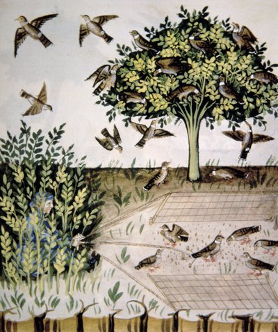 Nova 2644 fol.69r Turtle Doves, kuva Tacuinum Santiatis Codex Vindobonensis tekijältä Italian School