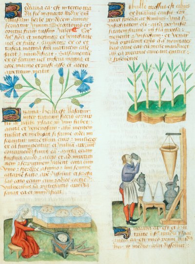 Sivu Dioscorides Pedaniuksen Tractatus de Herbis -kirjasta tekijältä Italian School