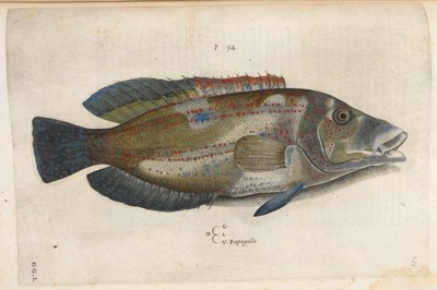 Papukaija (Nematistius pectoralis), kuvitus "Aquatilium Animalium Historiæ liber primus", kirjoittanut Ippolito Salviani tekijältä Italian School