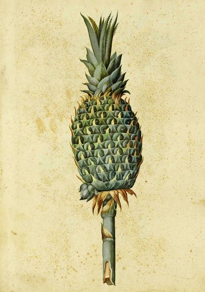 Ananas, kirjoittanut Ulisse Aldrovandi tekijältä Italian School
