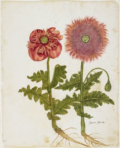 Unikot (Papaver spp.) (wc ja tempera paperille) tekijältä Italian School