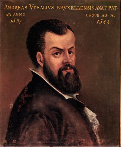 Muotokuva Andre Vesalesta (Andreas Vesalius) (1514-1564), anatomista ja Kaarle V:n nimettömän italialaisen koulukunnan tohtori. 1500-luvun Padova, yliopisto tekijältä Italian School