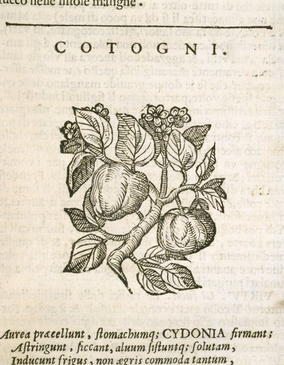 Quince (Cydonia oblonga), kaiverrus Castore Durante tekijältä Italian School