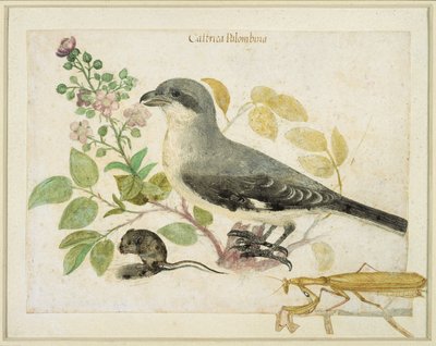 Shrike and a Praying Mantis (wc paperilla) (Cassiano dal Pozzo Paper Museum) tekijältä Italian School