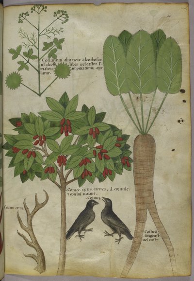 Sloane 4016 f.34 "Treatise on Herbs", n. 1440 (vellum) tekijältä Italian School