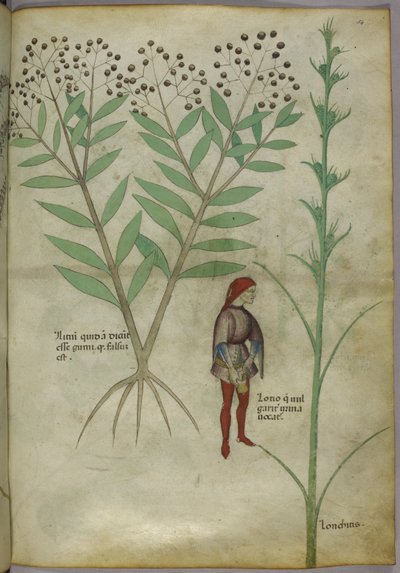 Sloane 4016 f.54 Mies virtsaamassa ruukkuun, 