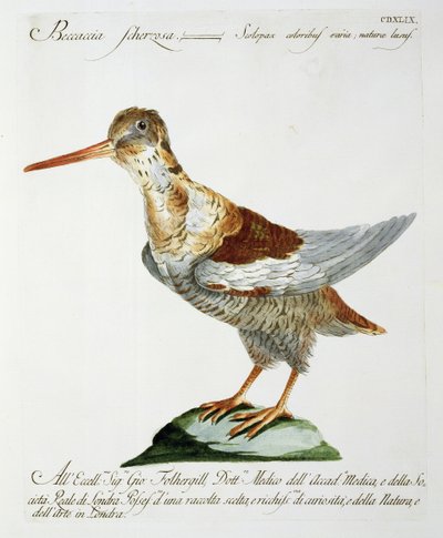 Snipe, n. 1767-76 (käsinvärinen kaiverrus) tekijältä Italian School