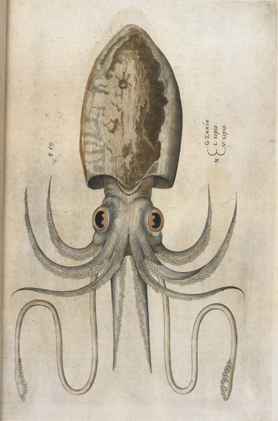 Kalmari, kuva 