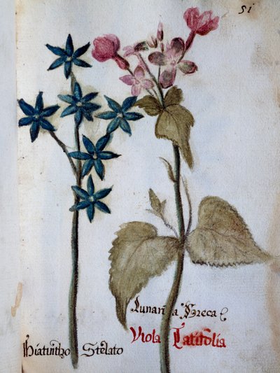 Tähtihyasintti ja Viola vihurirokko var latifolia Villa Vendraminin kukkien kuvauksesta tekijältä Italian School