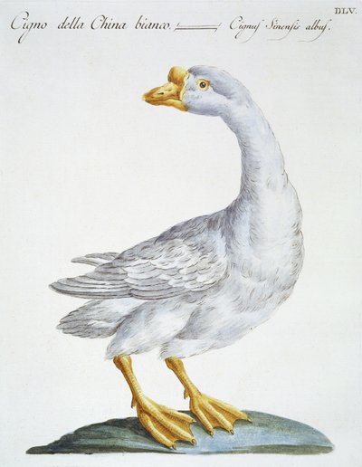 Joutsen, n. 1767-76 (käsinvärinen kaiverrus) tekijältä Italian School