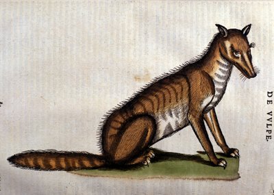 Kettu, kuvitus lHistoria Aminaliumista, Conrad Gesner, 1560 tekijältä Italian School