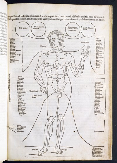 Miehen anatomia, Johannes de Kethamin (d.c.1490) Fascilulus Medicinaesta 1400-1500-luku tekijältä Italian School