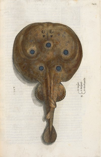 Torpedokala, kuva "Aquatilium Animalium Historiæ liber primus", kirjoittanut Ippolito Salviani tekijältä Italian School