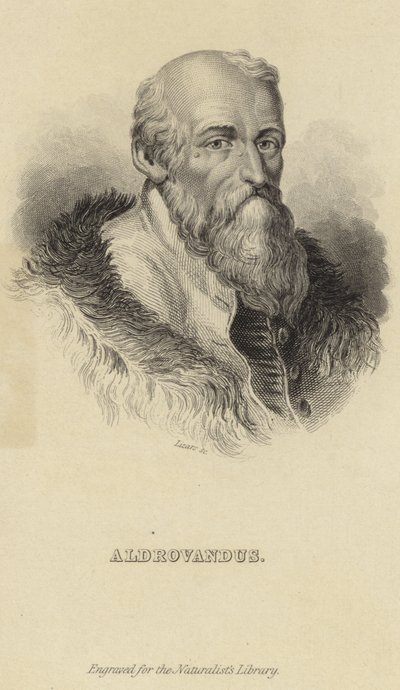 Ulisse Aldrovandi tekijältä Italian School