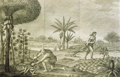 Orinocon ja Amazonin (Maranon) altaiden intiaanien erilaiset vihanneskasvit tekijältä Italian School