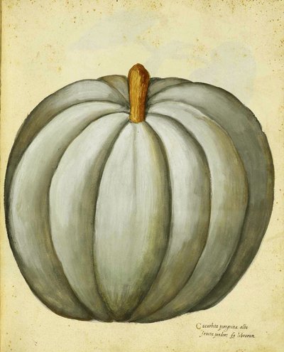 Ulisse Aldrovandi White Squash tekijältä Italian School