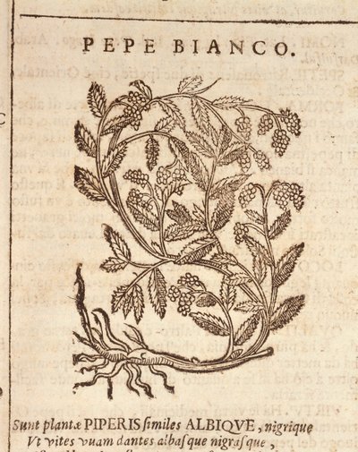 Valkopippuria mustapippurikasvista (Piper nigrum), kaiverrus Castore Durante tekijältä Italian School