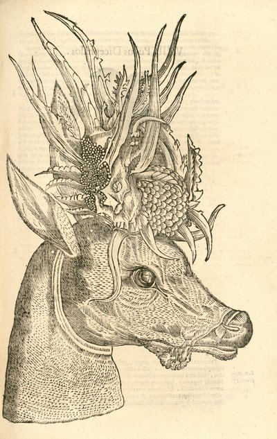kuva Capreolus Polycerosista Aldrovandis History of Monsters , 1642 tekijältä Italian School