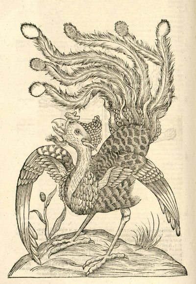 kuva Gallus Indicus auritus tridactylus -lajista Aldrovandis History of Monsters , 1642 tekijältä Italian School