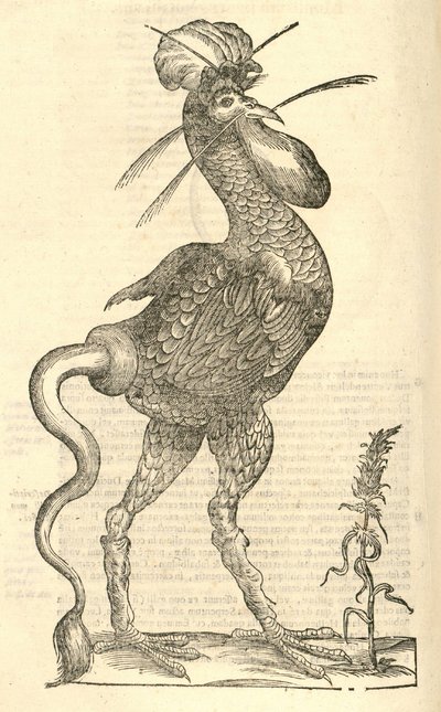 kuva Gallus monstrosuksesta julkaisusta Aldrovandis History of Monsters, 1642 tekijältä Italian School