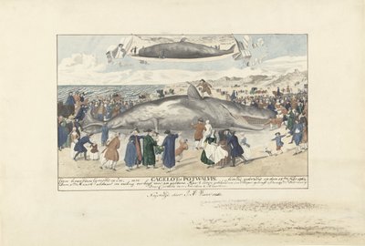 Kaskelovalas, joka on jumissa Egmond aan Zeessa, 1764 Aivan pohjoiseen Egmond op Zee, Cagelot tai Potwhale. jumissa elossa 15. helmikuuta 1764. (otsikko esineessä) tekijältä J.A. Visser